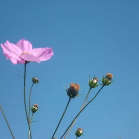 Les Glycines Gite - Beautiful,peaceful Location With Pool Holiday home *